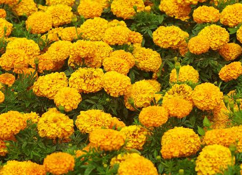 Marigold Flower